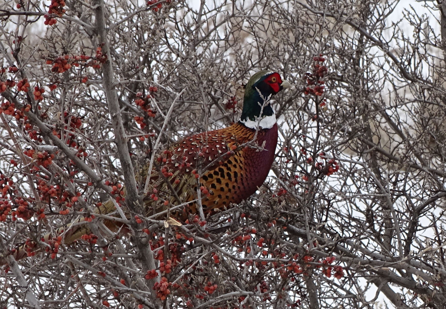 Pheasnat in Buffalo Berry Bush
